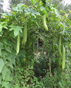 Lufa