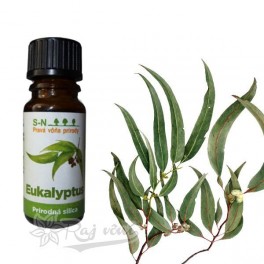 Eukalyptus