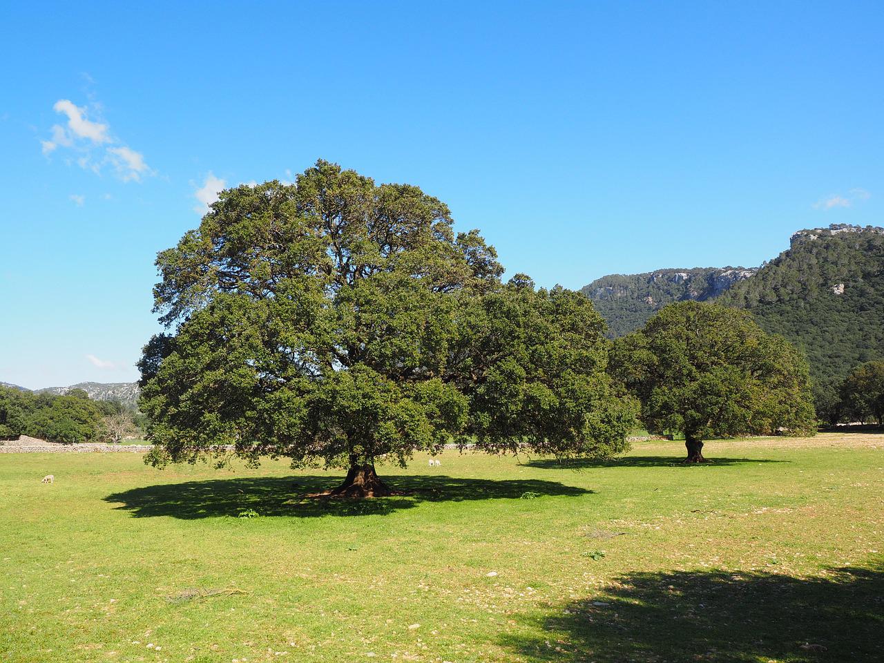 Cinnamomum Camphora