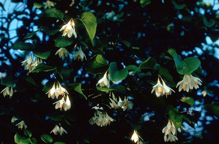 Styrax platanifolius - strom z ktorého sa získava živica Benzoin