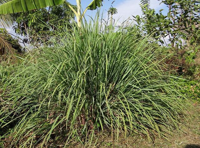 Cymbopogon Martinii