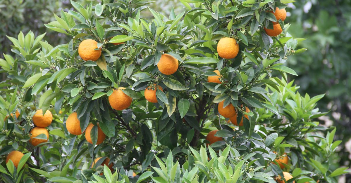 Pomarančovník